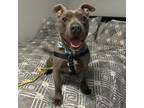 Adopt Simba a Pit Bull Terrier