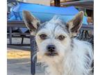 Adopt Boo Boo a Jack Russell Terrier