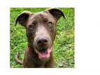 Adopt Charlie Brown a Catahoula Leopard Dog