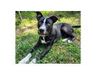 Adopt Donner a Catahoula Leopard Dog