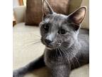 Adopt ROCKET & LENNOX a Russian Blue, Bombay