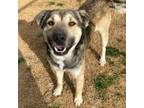 Adopt Rufus a Shepherd