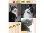Adopt 3 CUTE young cats need homes! **VIDEOS OF EACH** low fee a Domestic Short