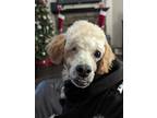 Adopt Uno a Poodle