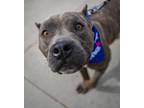 Adopt Nolan a Staffordshire Bull Terrier