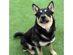 Adopt Tweedle Dee a Shepherd