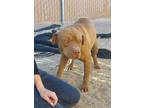 Adopt Gus a Pit Bull Terrier