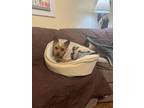 Adopt Barney a Yorkshire Terrier