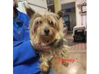 Adopt Barney a Yorkshire Terrier