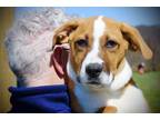 Adopt Chip a Hound, Mixed Breed