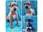 Adopt Iris a Rhodesian Ridgeback, Black Mouth Cur