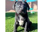 Adopt Samson a Retriever, Pit Bull Terrier