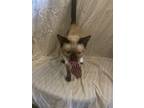 Adopt Oliver a Siamese, Domestic Short Hair