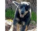 Adopt Flash a Australian Cattle Dog / Blue Heeler