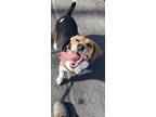 Adopt Blaze a Beagle