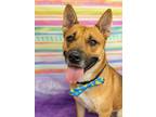 Adopt Archie a Shepherd