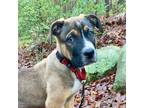 Adopt Lincoln a Boxer, American Staffordshire Terrier