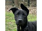 Adopt Mitch a Labrador Retriever, German Shepherd Dog