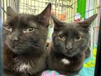 Adopt Milo and Purrsley a Domestic Short Hair