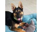 Adopt ReeZe a German Shepherd Dog, Mixed Breed