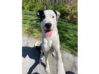 Adopt Jeremiah a Great Dane, Mixed Breed