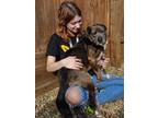 Adopt Bandit a German Shepherd Dog, Catahoula Leopard Dog