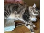 Adopt Rico a Maine Coon