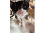 Adopt Maestro/Mister a Tuxedo