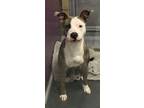 Adopt Screech a Pit Bull Terrier