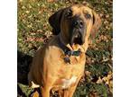 Adopt Tonka a Mastiff, Bloodhound