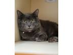 Adopt Viggo a Russian Blue, Domestic Short Hair