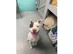 Adopt Goose a American Staffordshire Terrier, Pit Bull Terrier