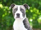 Adopt DEWEY a Staffordshire Bull Terrier