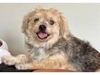 Adopt Benito a Cairn Terrier, Yorkshire Terrier