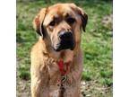 Adopt Brutus a Anatolian Shepherd, Tibetan Mastiff