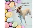 Adopt CHANDLER a Pit Bull Terrier