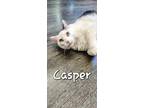 Adopt Casper a Domestic Medium Hair