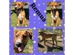 Adopt Remus a Boxer, Mixed Breed
