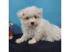 Maltese Puppy for sale in Grovespring, MO, USA