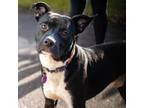 Adopt Winky a Pit Bull Terrier