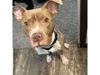 Adopt Flaco a Staffordshire Bull Terrier, Pit Bull Terrier