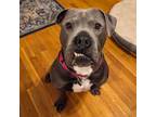 Adopt Goblin a Cane Corso, Pit Bull Terrier