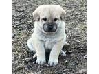 Spanish Mastiff Puppy for sale in North Branch, MN, USA