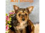 Miss Orange