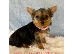 Yorkshire Terrier Puppy for sale in Lyman, SC, USA