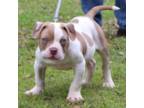 Olde Bulldog Puppy for sale in Brookhaven, MS, USA