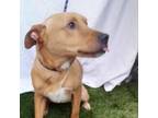 Adopt Lucas a Carolina Dog, Vizsla