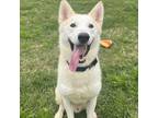 Adopt Cash a Siberian Husky