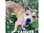 Adopt Yankee a Anatolian Shepherd, Mixed Breed