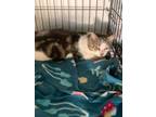 Adopt Oliver a Domestic Short Hair, American Shorthair